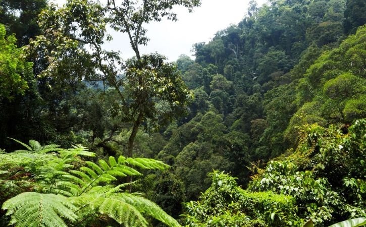 Rainforests