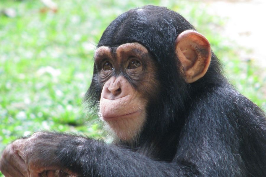Dehiwala National Zoo Day Tour  