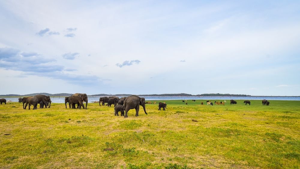 Kaudulla National Park