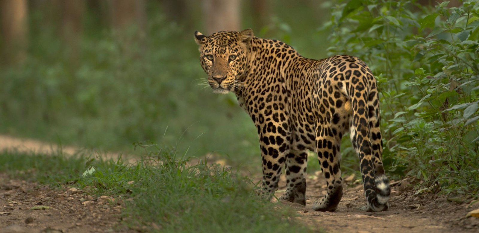 Leopard at Yala (3)