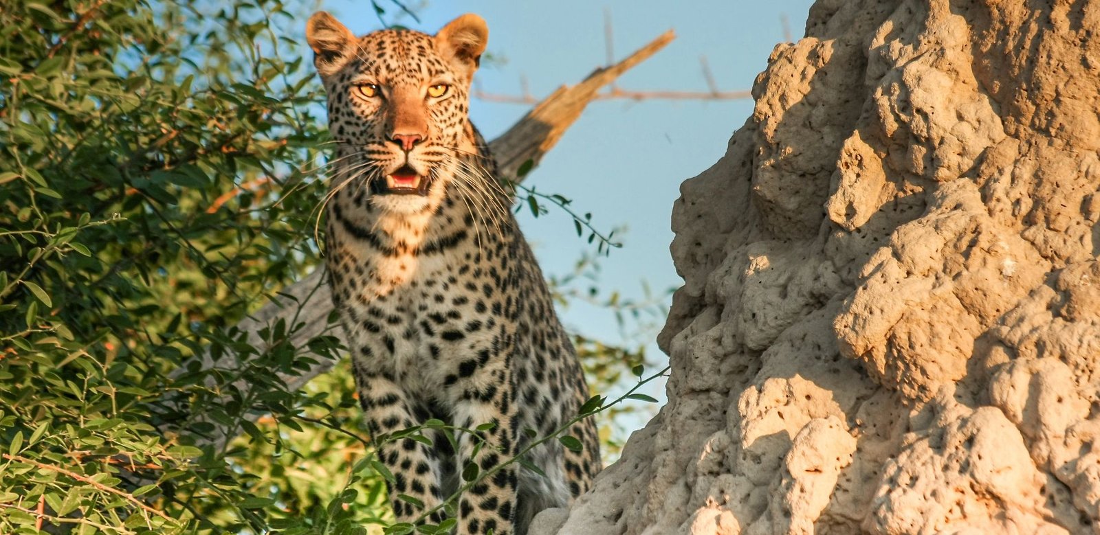 Leopard at Yala (5)