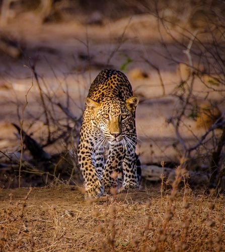 Safari Game Drives