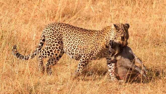 Safari