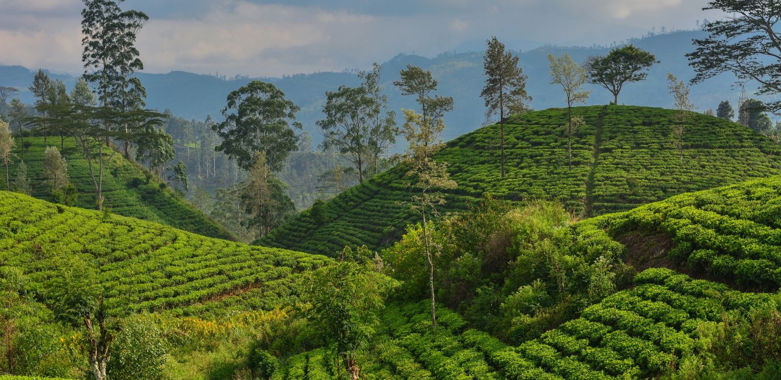 Tea Fields green