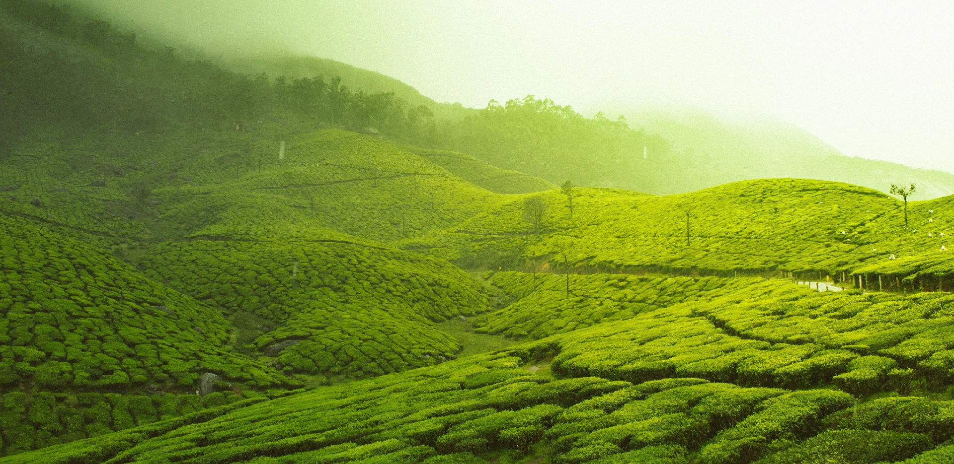 Tea field light green