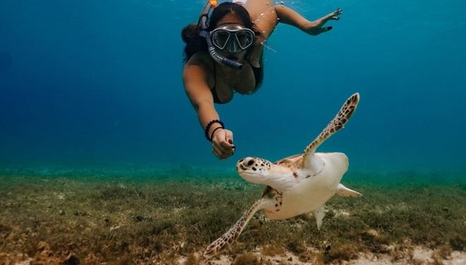 Turtle Watching