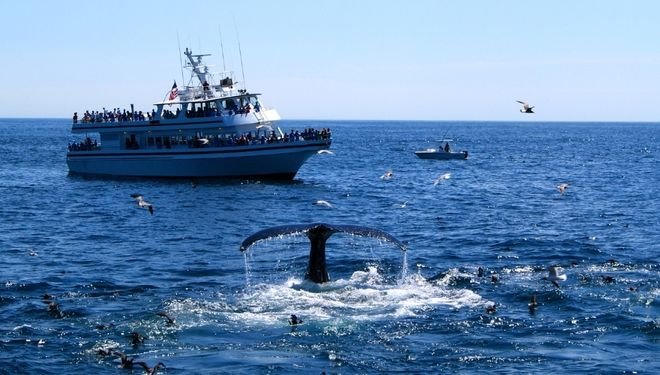 Whale Watching