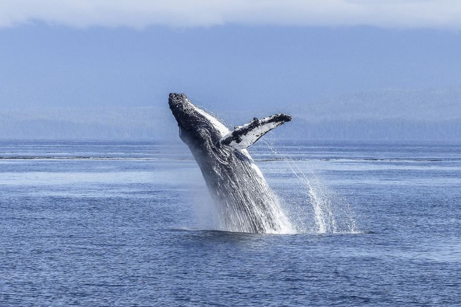 Whale Watching & Adventure Luxury Cruise