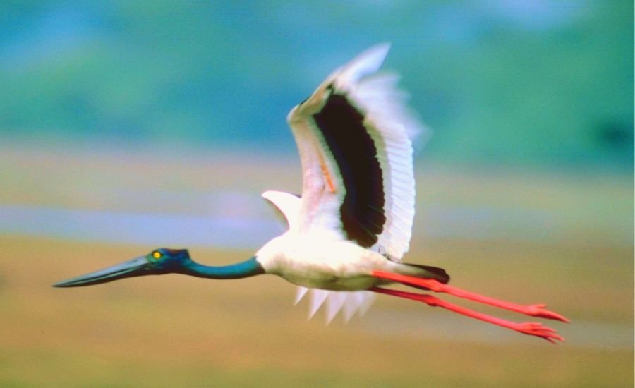 Best of Birds in Sri Lanka