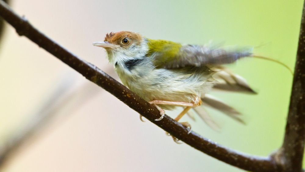 Common Tailorbird