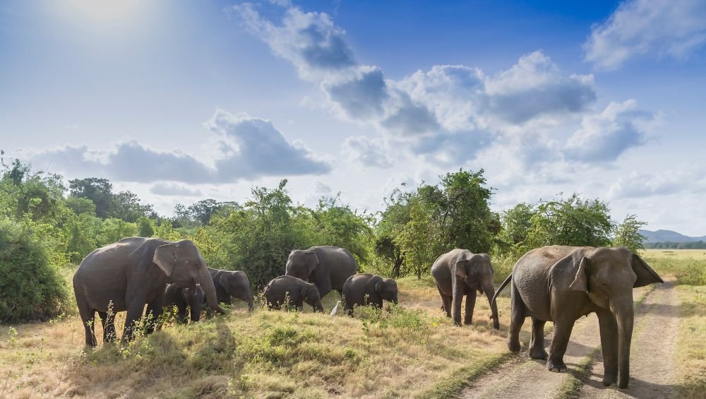 Minneriya Elephants