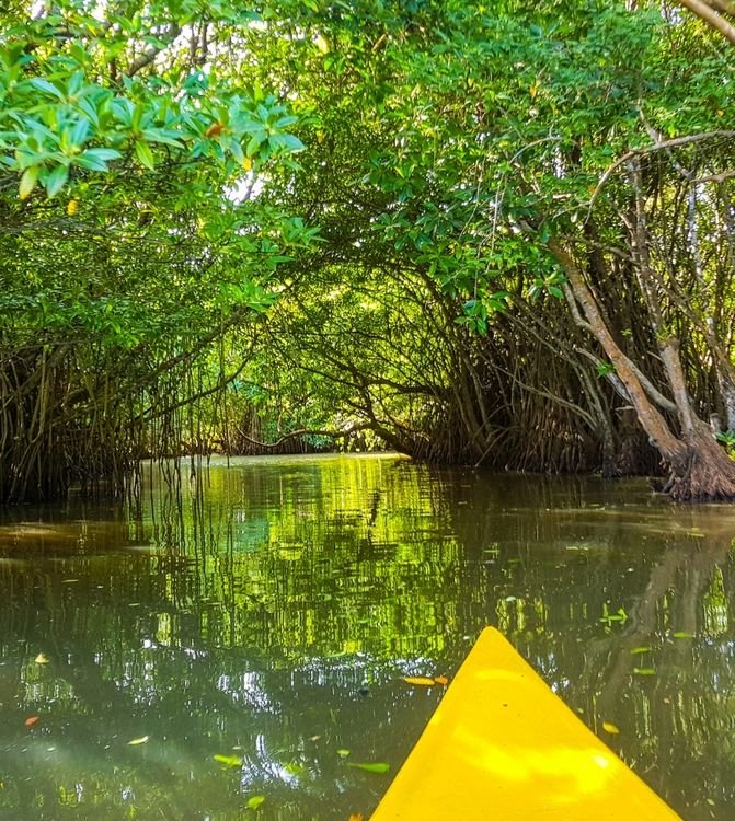 River Safaris