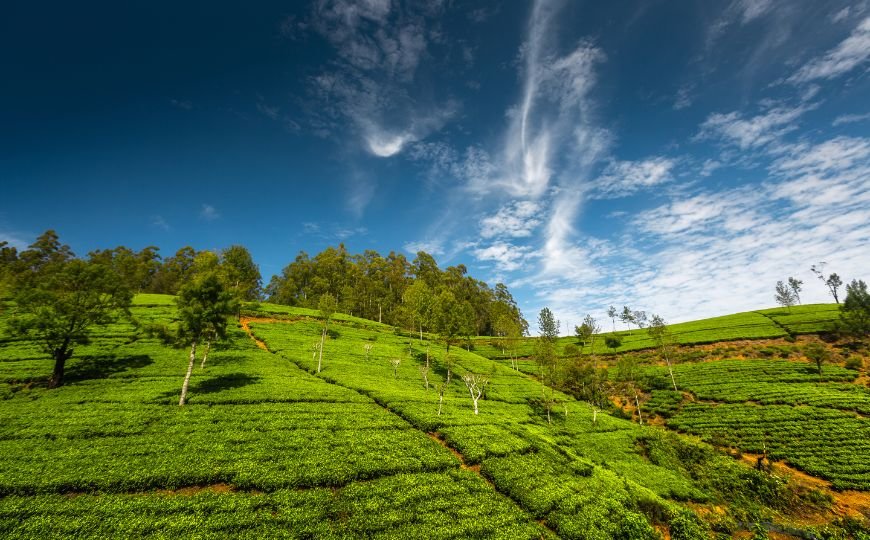 tea field (2)