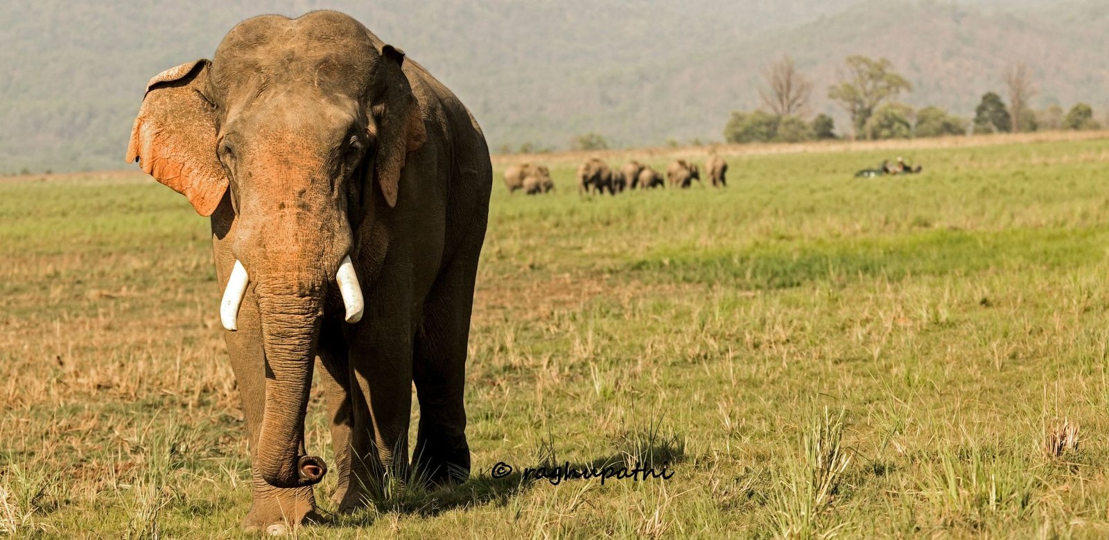udawalawe