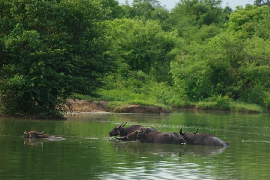 udawalawe (2)