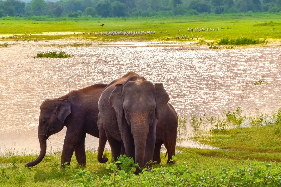 udawalawe (3)