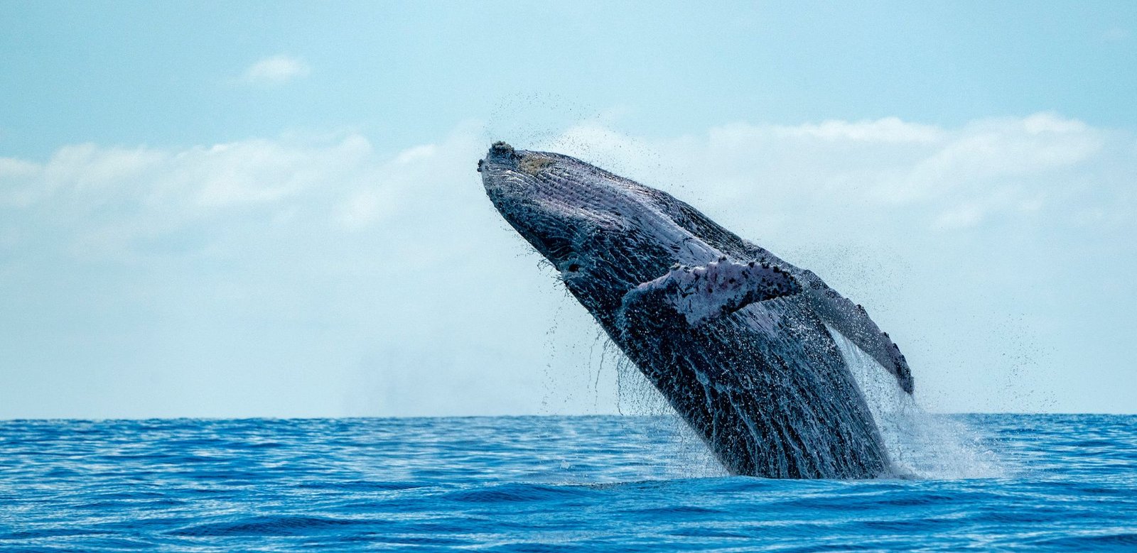 whale watching