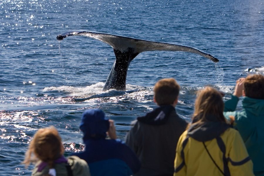 whale watching (2)