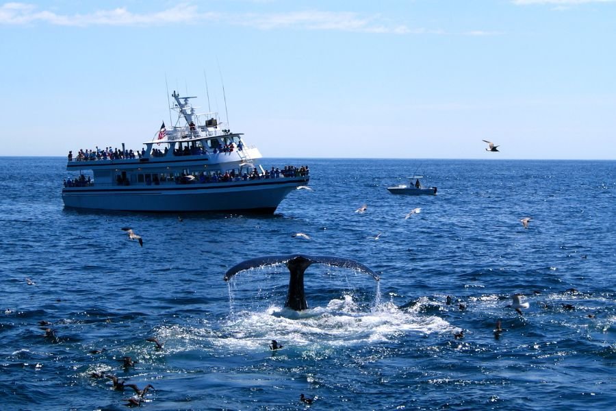whale watching (4)
