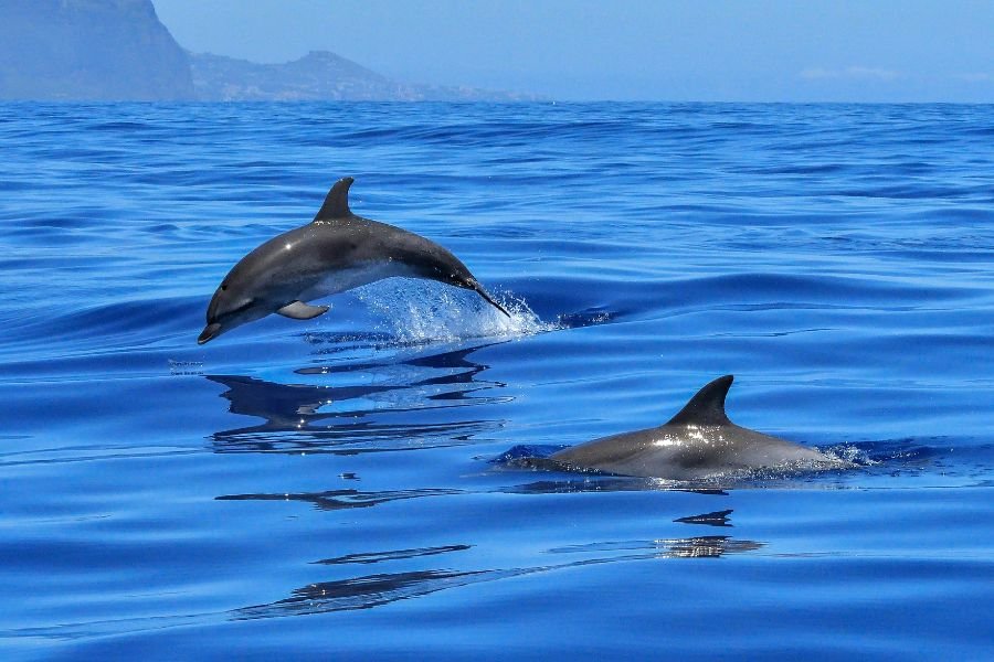 whale watching (6)