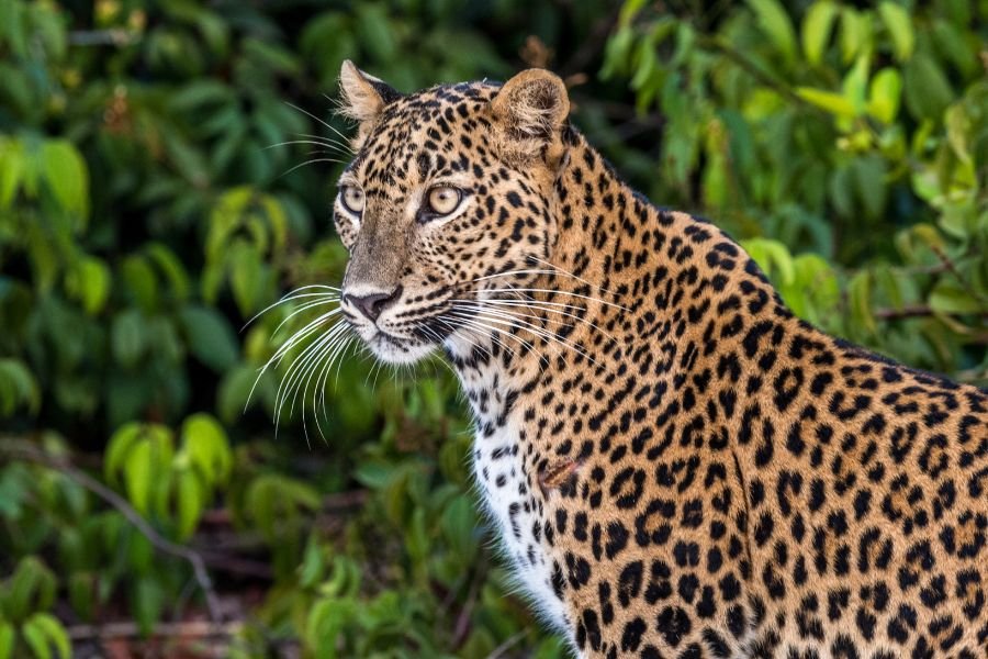 Yala National Park Day Tour Safari 