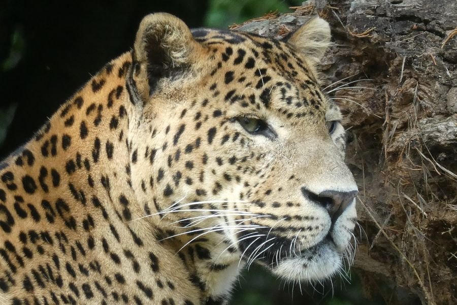 Wild Sri Lanka & Beach