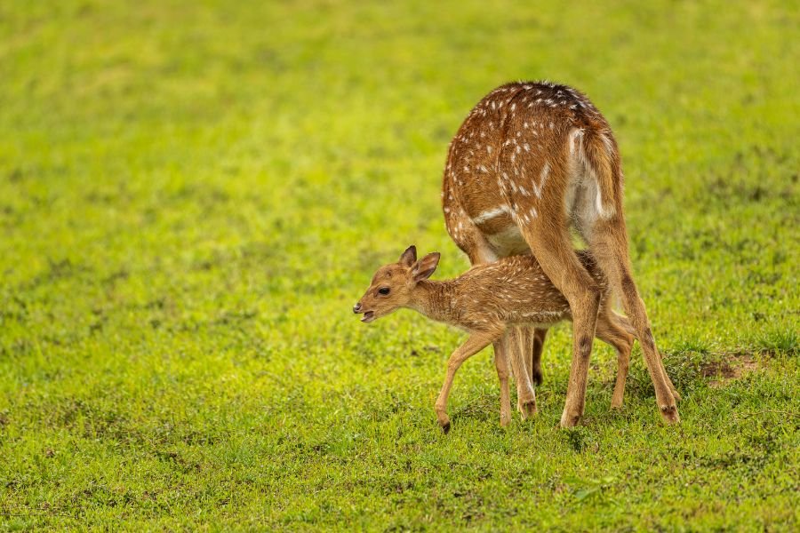 wilpattu (1)
