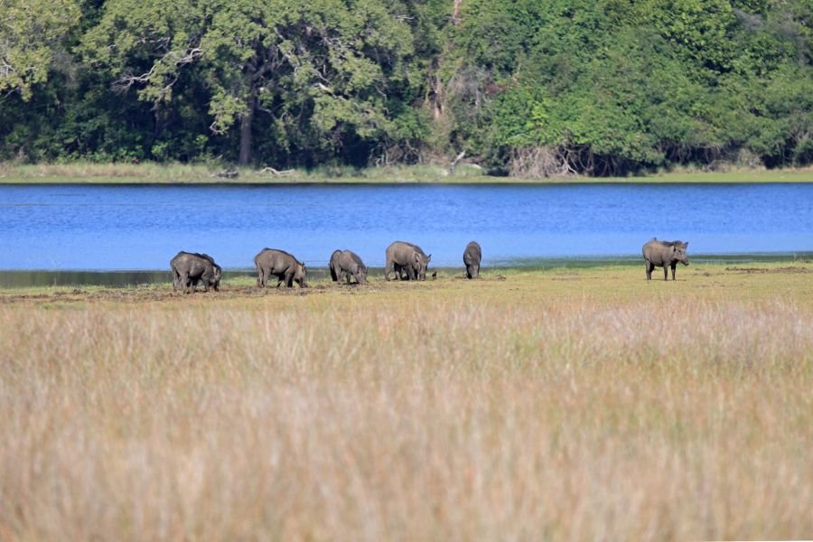 wilpattu (2)