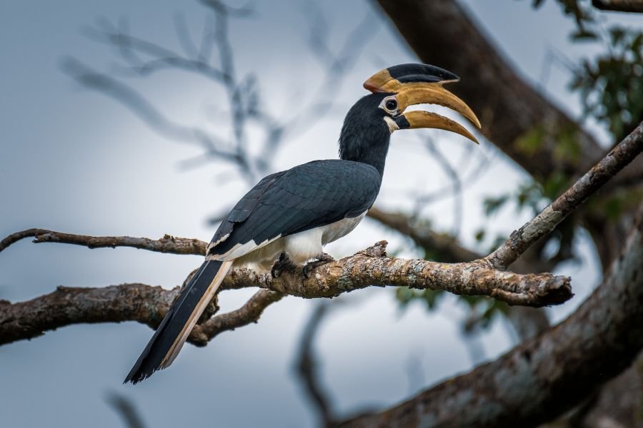 wilpattu (5)