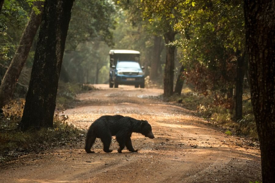 wilpattu (7)
