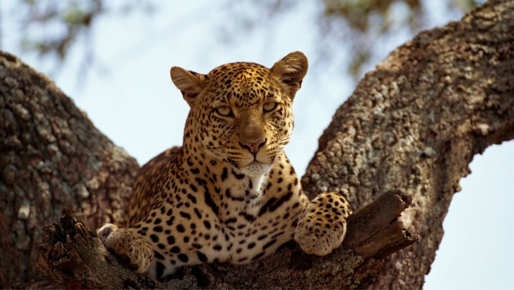 Yala Leopard