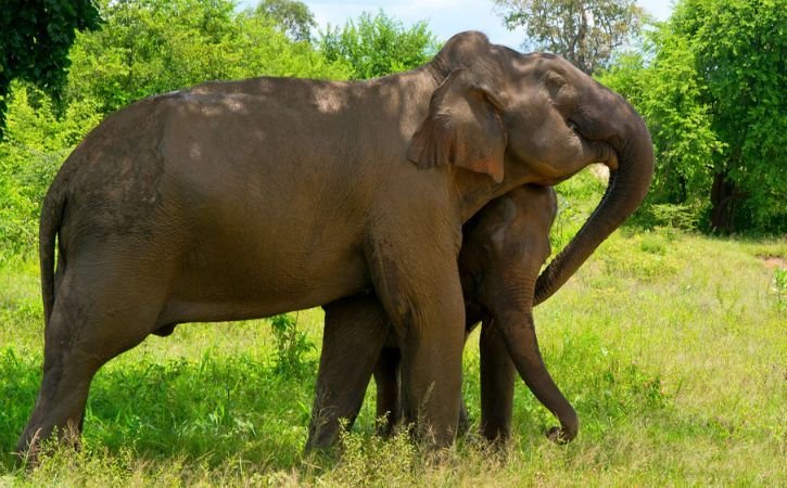 Elephant Transit Home